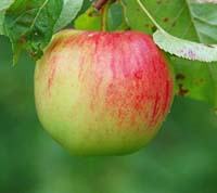 Redfree Apple